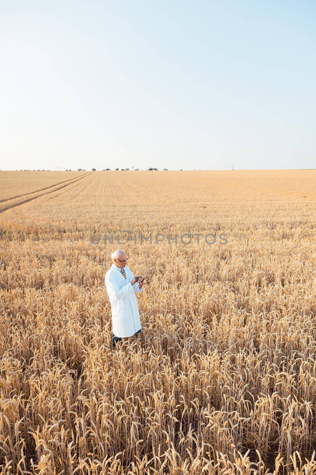 Agriculture scientist doing research in grain test field tracking data, wide shot