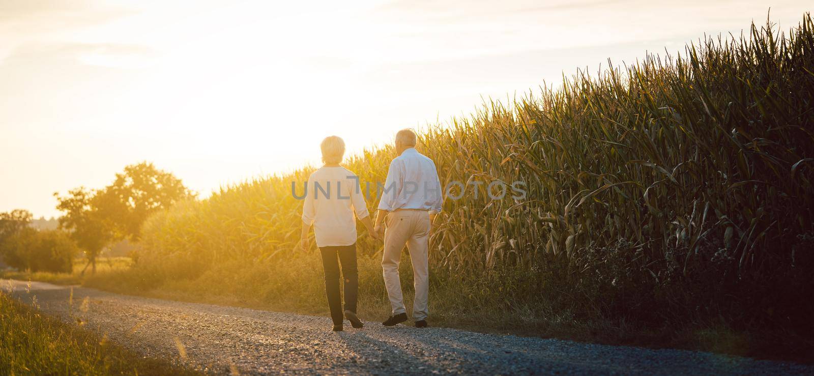 Senior woman and man having a walk along a field holding hands