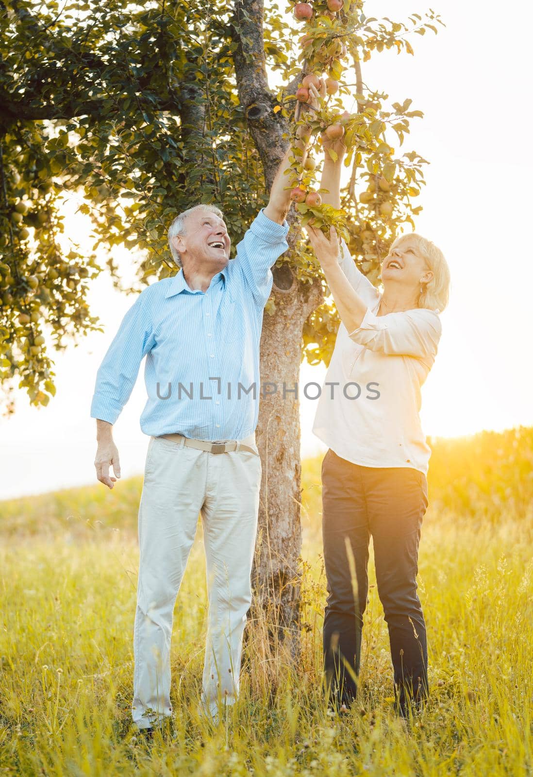 Senior couple of woman and man eating apples fresh from the tree by Kzenon