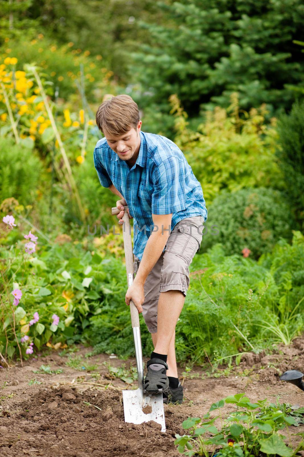 Man gardener - only feet to be seen - digging the soil in spring with a spade to make the garden ready