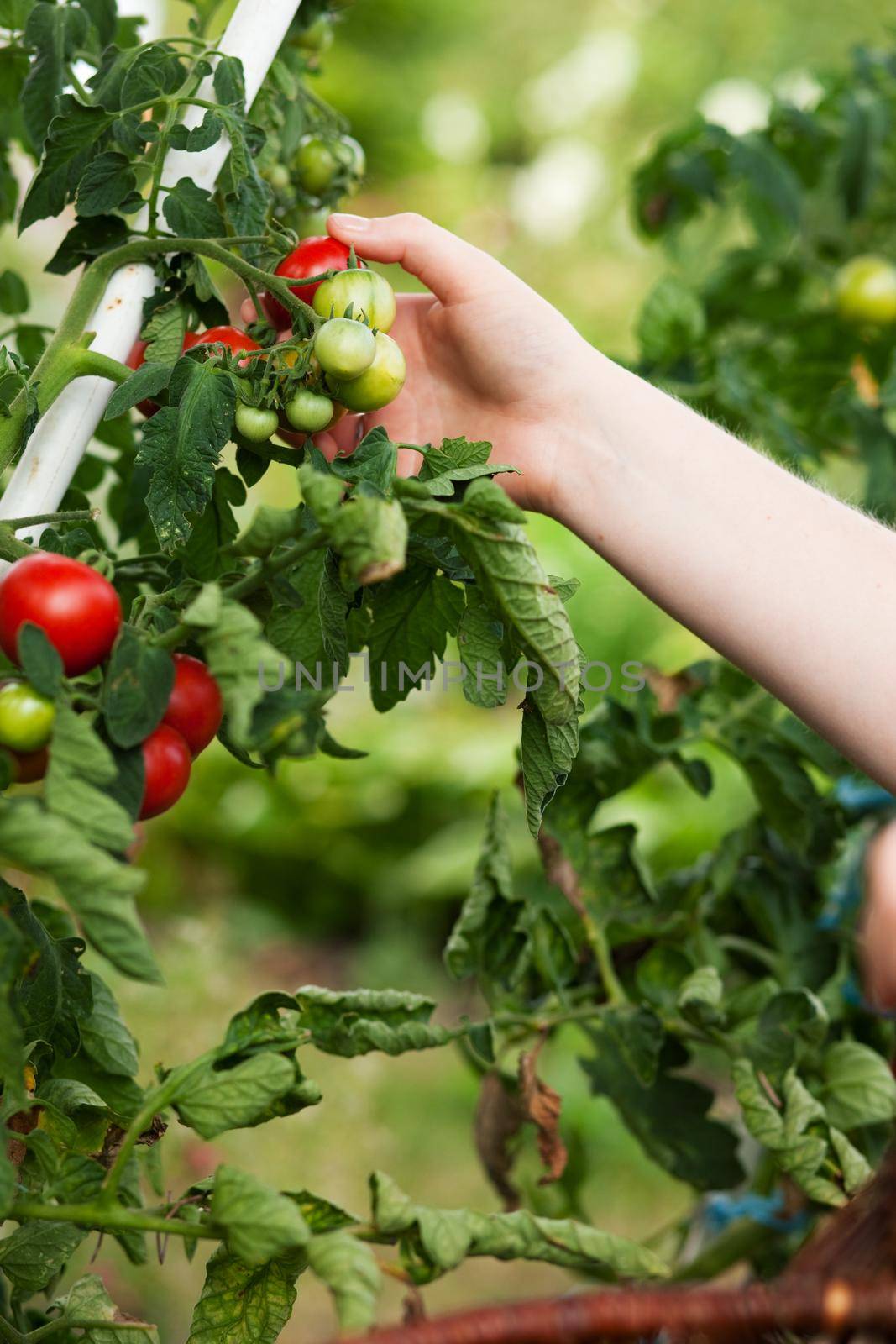 Woman harvesting tomatoes in garden by Kzenon