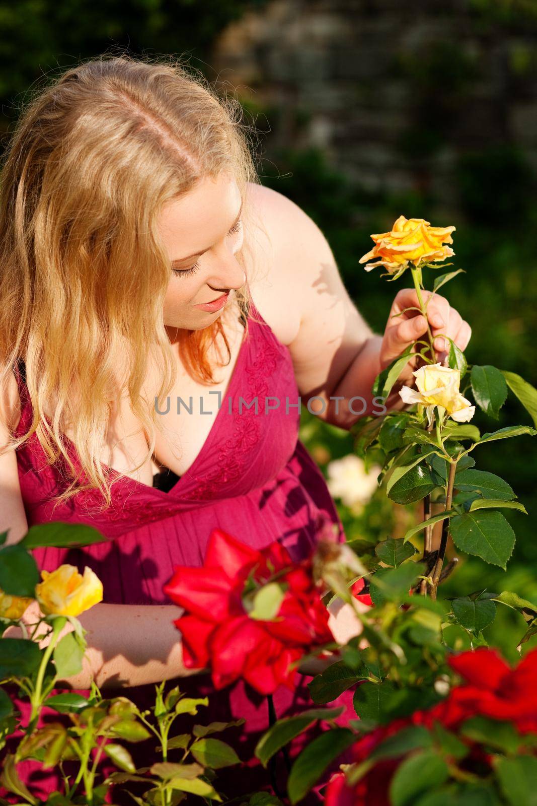 Woman doing garden work cutting the roses at beautifully sunny day