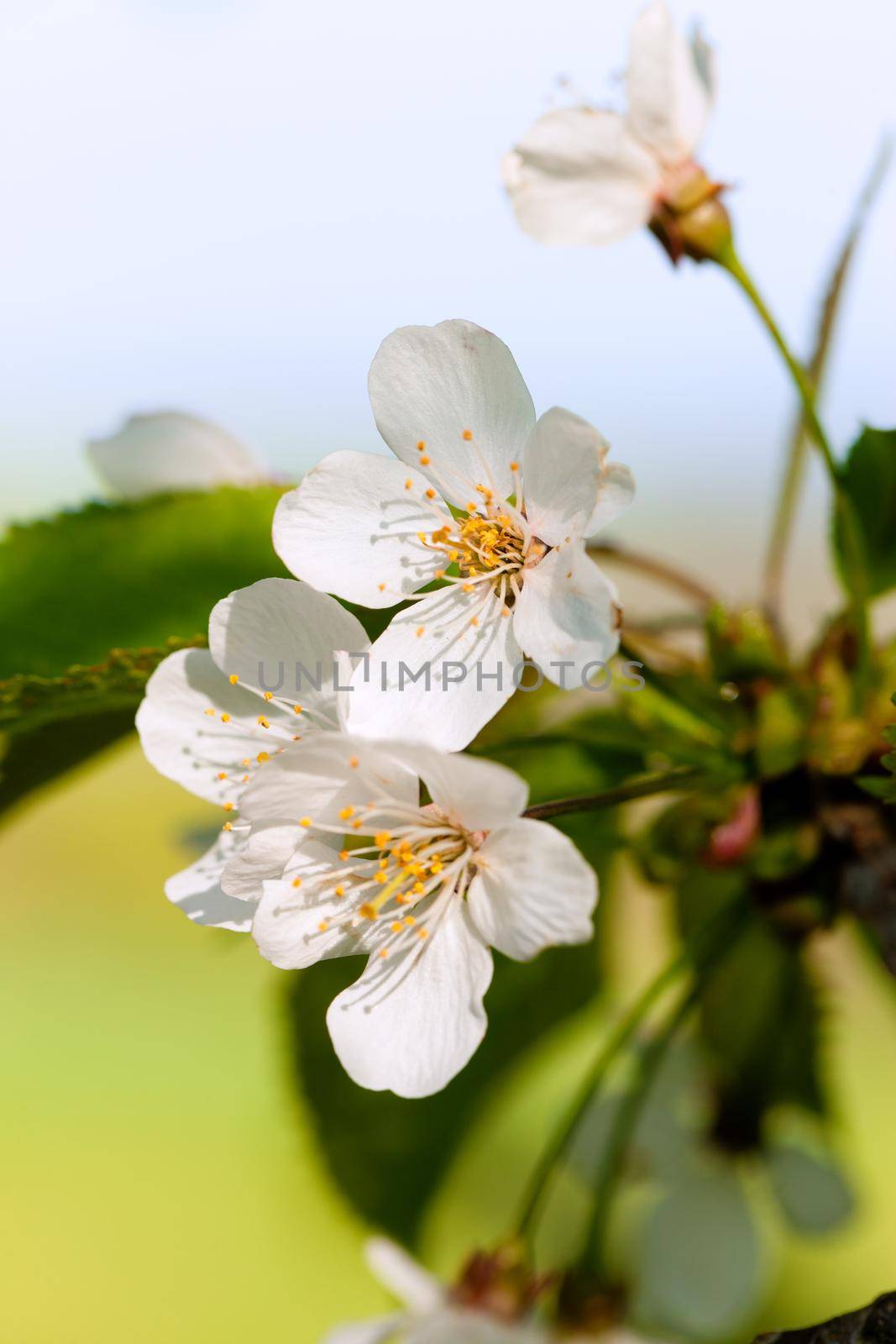 Flowers and blossom in spring - wonderful colourful picture with church in background