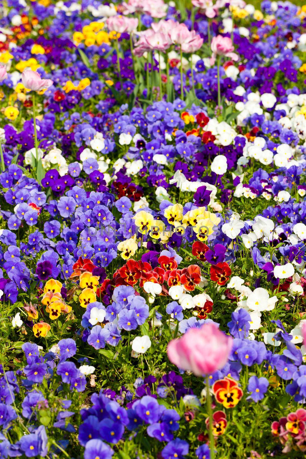 Flowers and blossom in spring - wonderful colourful picture