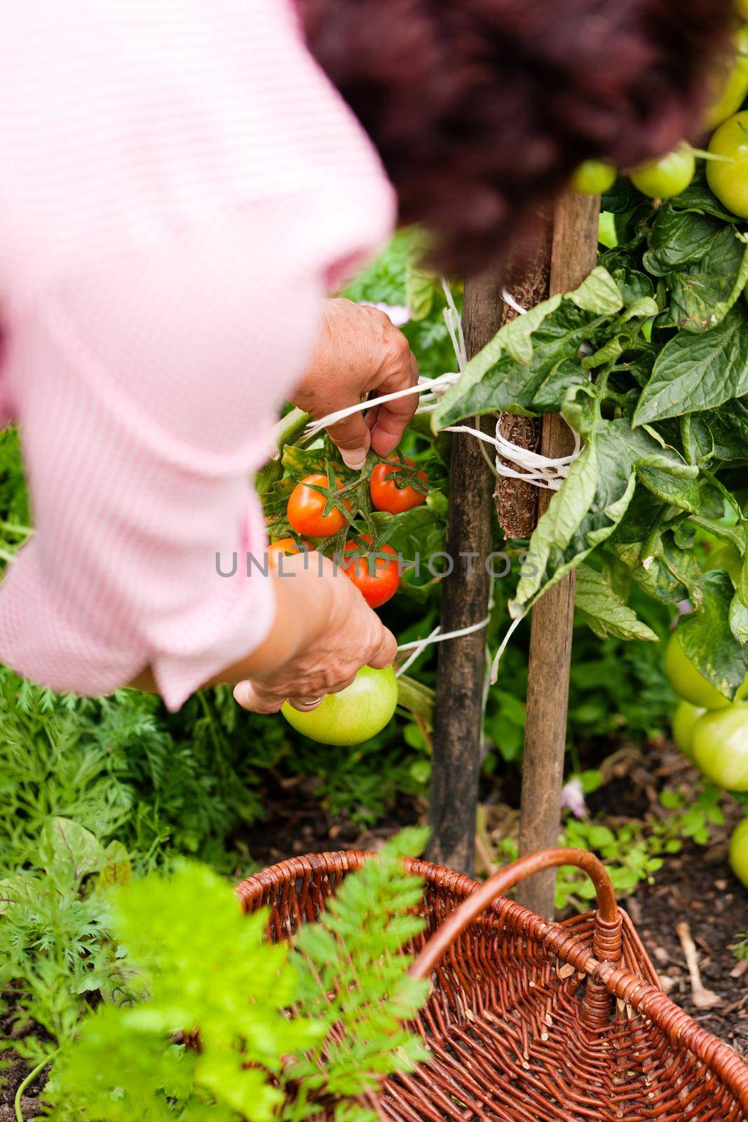 Woman harvesting tomatoes by Kzenon