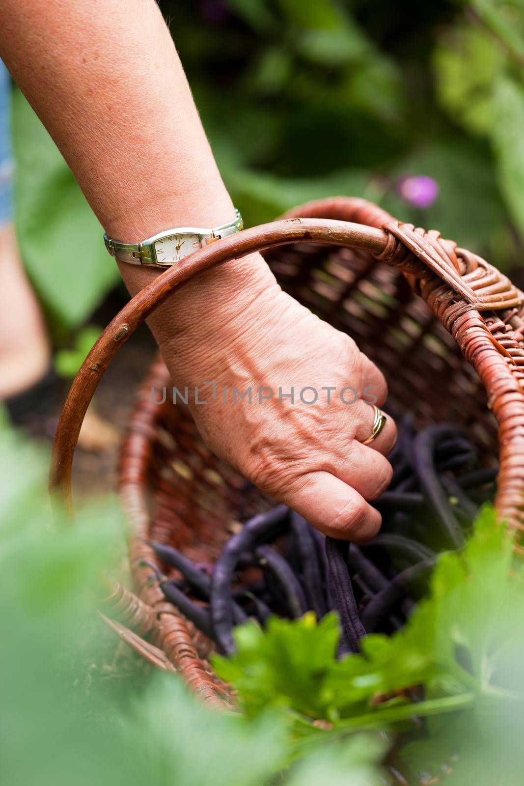 Woman harvesting beans in her garden by Kzenon