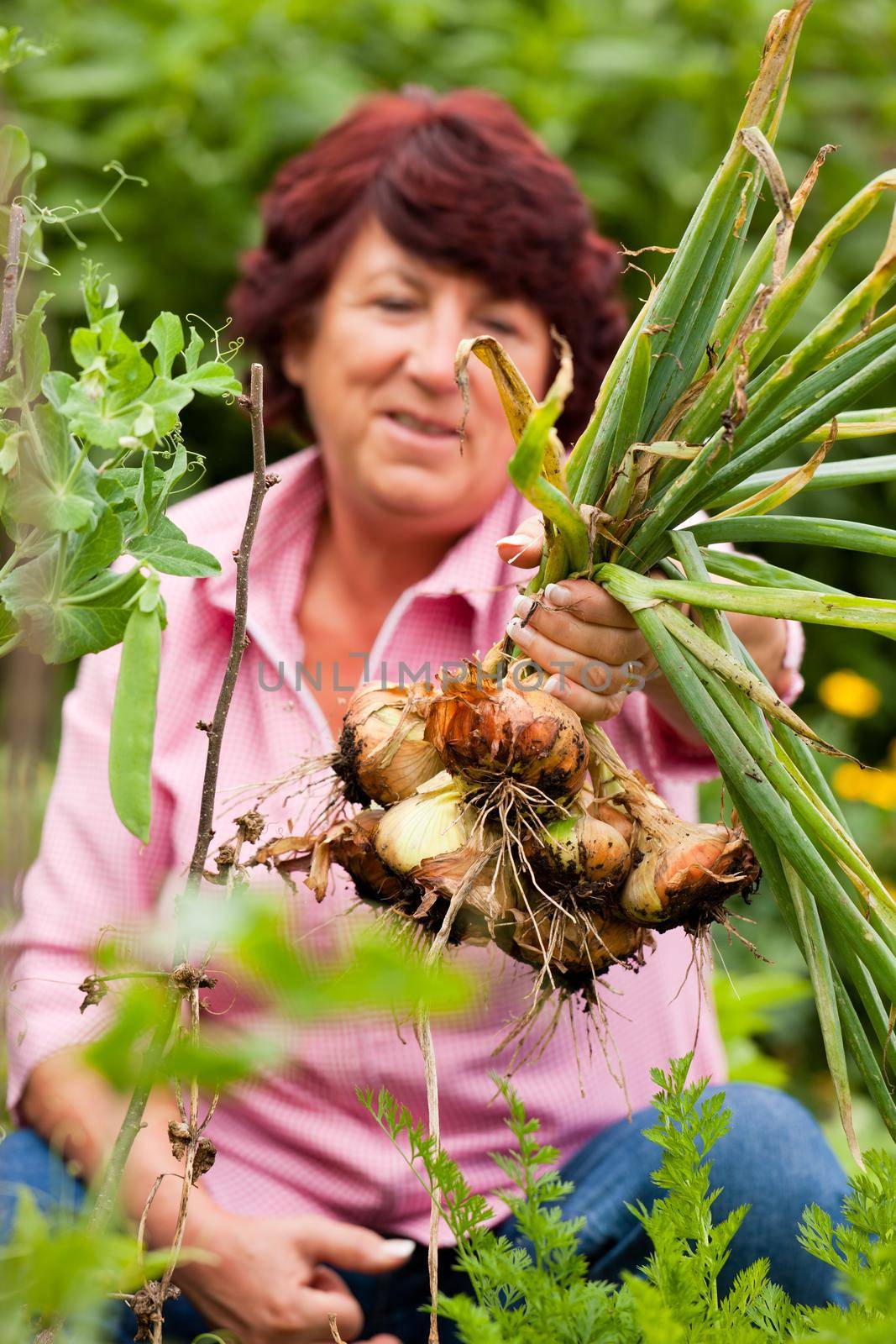 Woman harvesting onions in her garden, FOCUS ON ONIONS