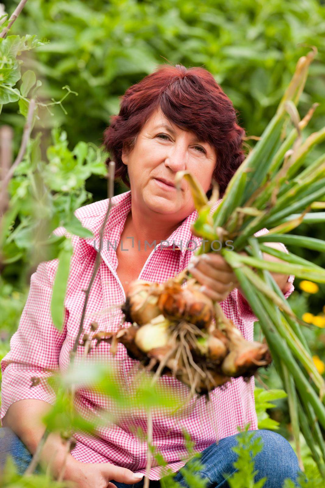 Woman harvesting onions in garden by Kzenon