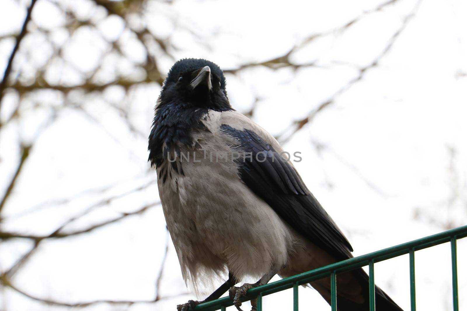 Close-up of a black crow sitting on a fence