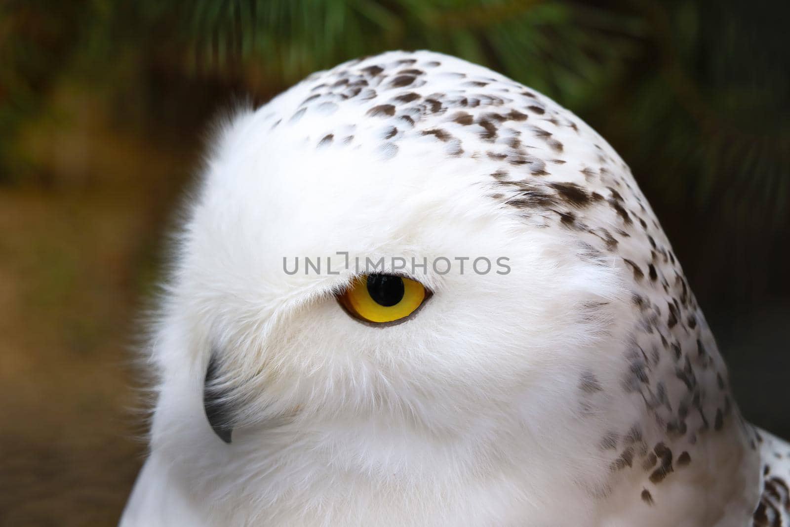 Close-up on an owl in the forest