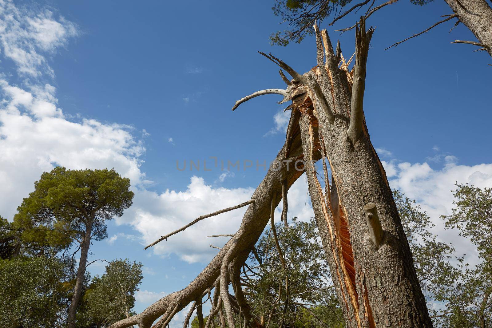 Storm damage and broken tree in the forest by wondry