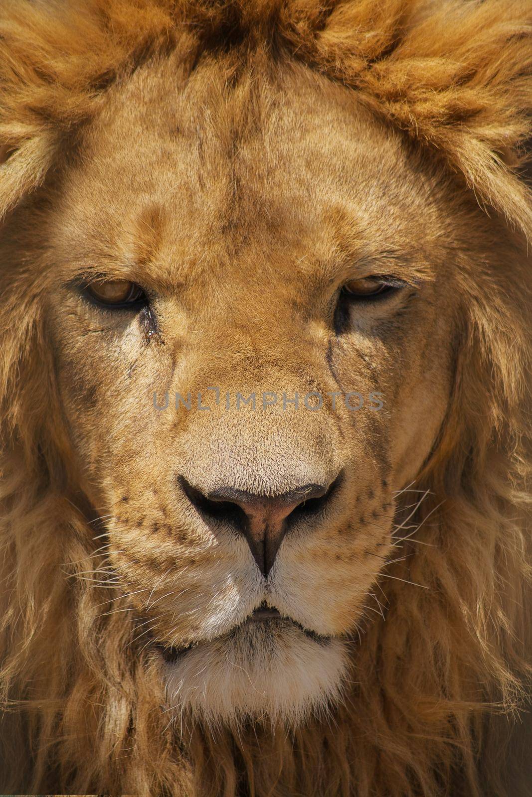 Extreme Close up portrait of a lion.