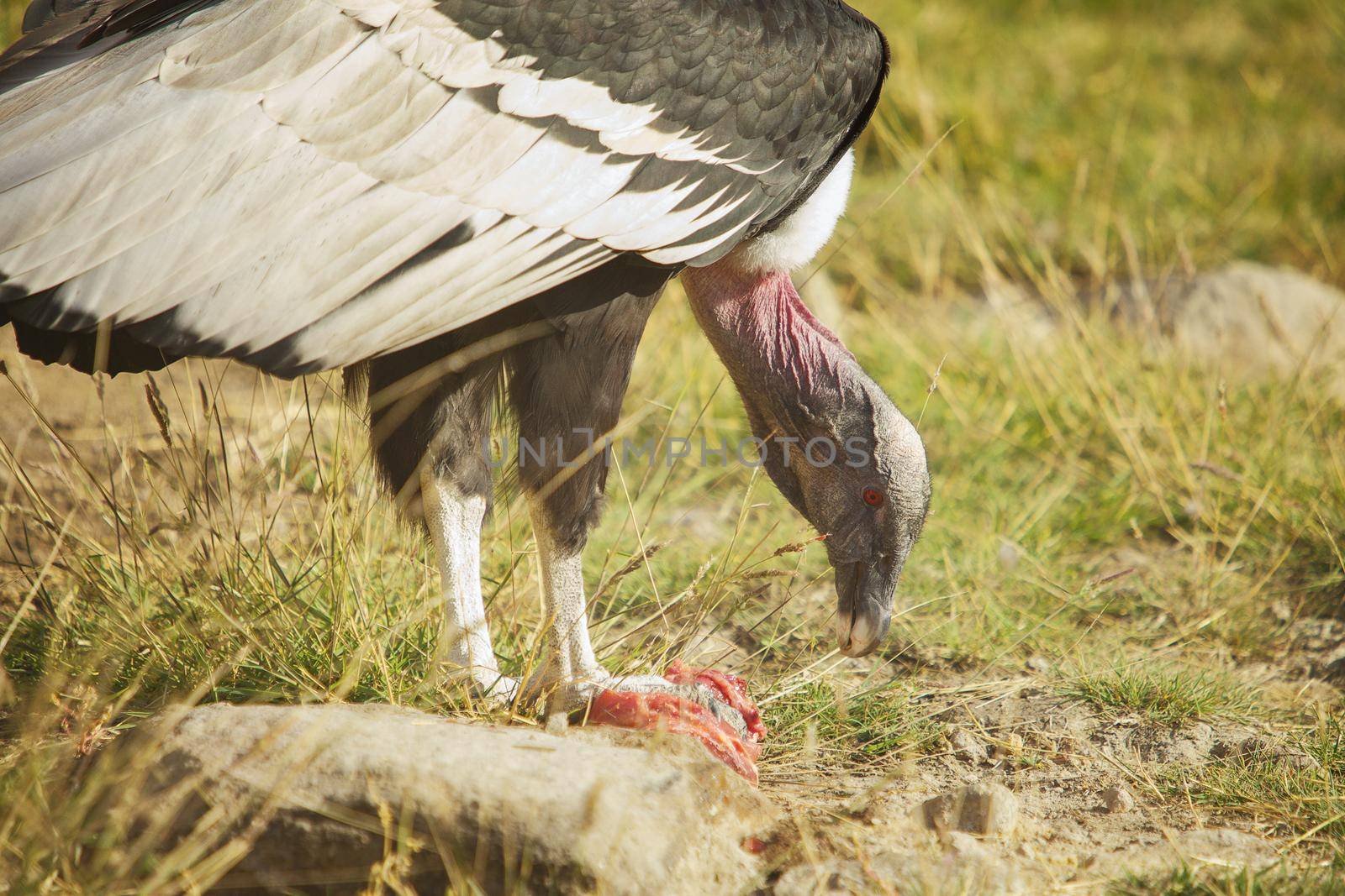 Condor Eating Lunch by wondry