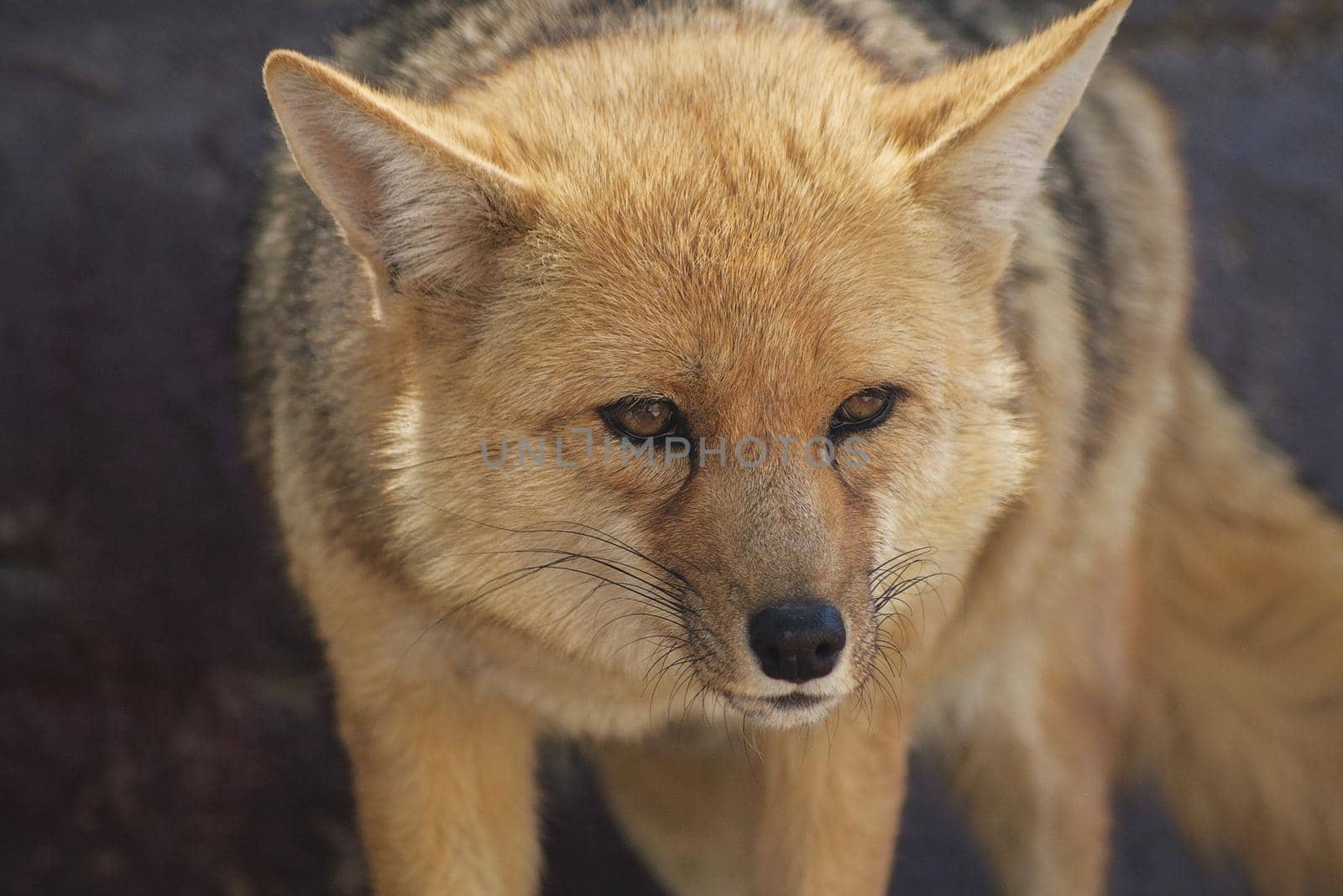 Portrait of Standing Fox Looking aside by wondry