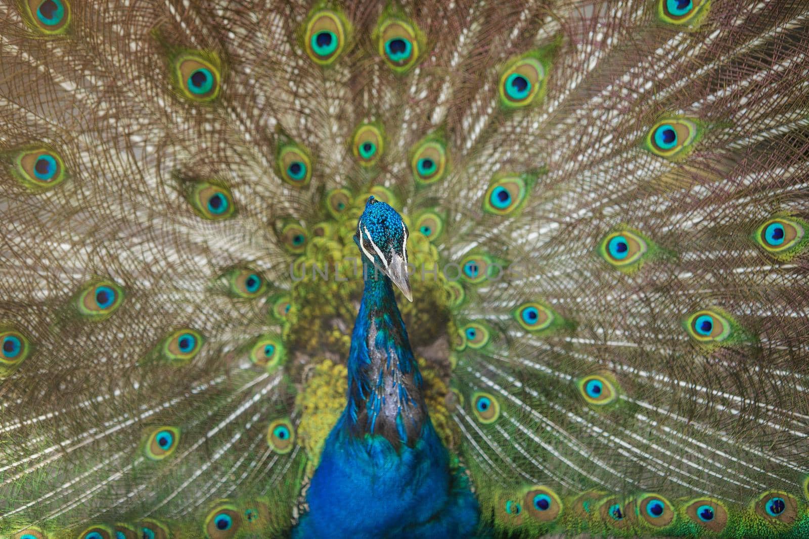 Peacock Showing its Beautiful Feathers by wondry