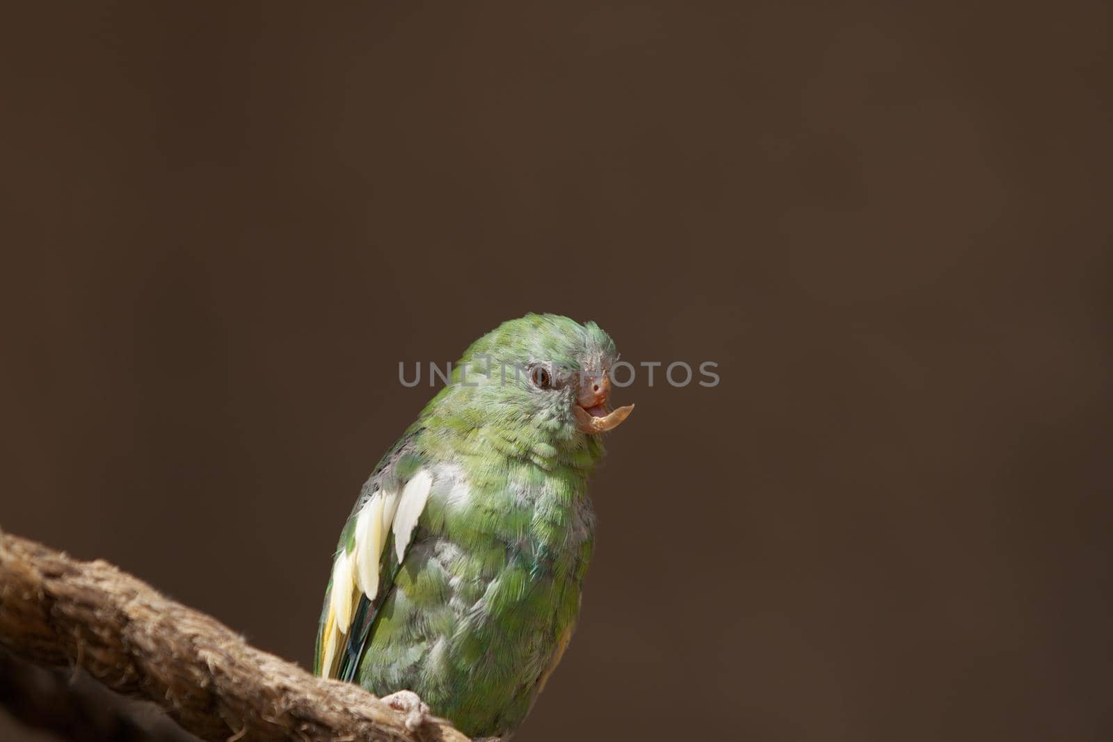 Close up of a parrot with an injured and missing top part of the beak.