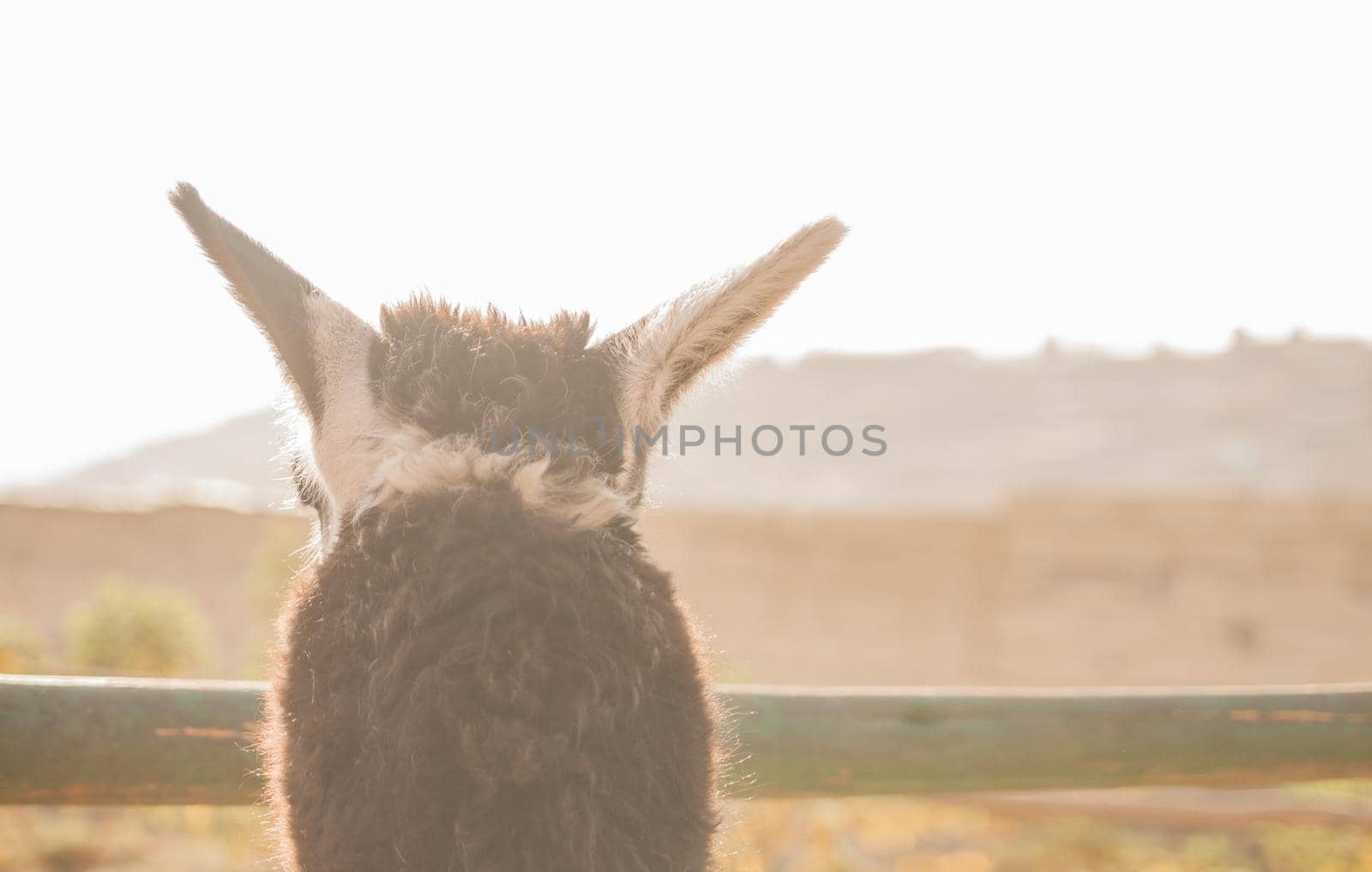 Detail of anonymous lama looking over the fence.