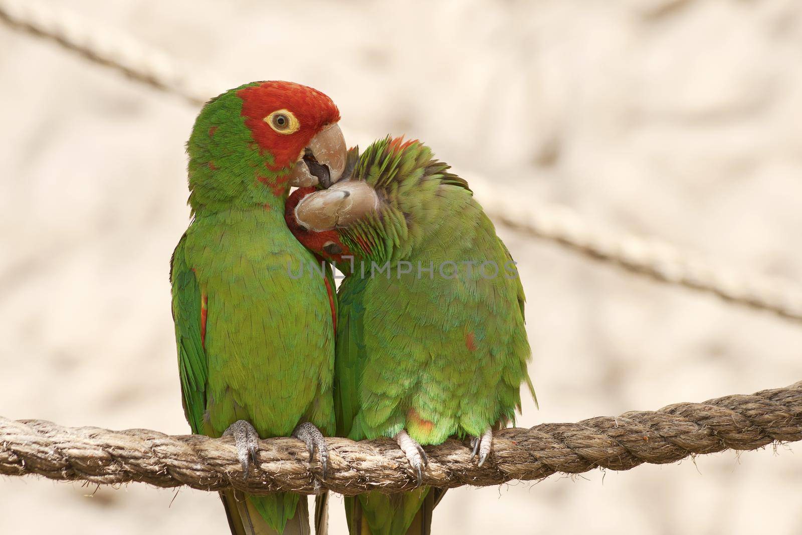 Kissing parrots on a rope by wondry