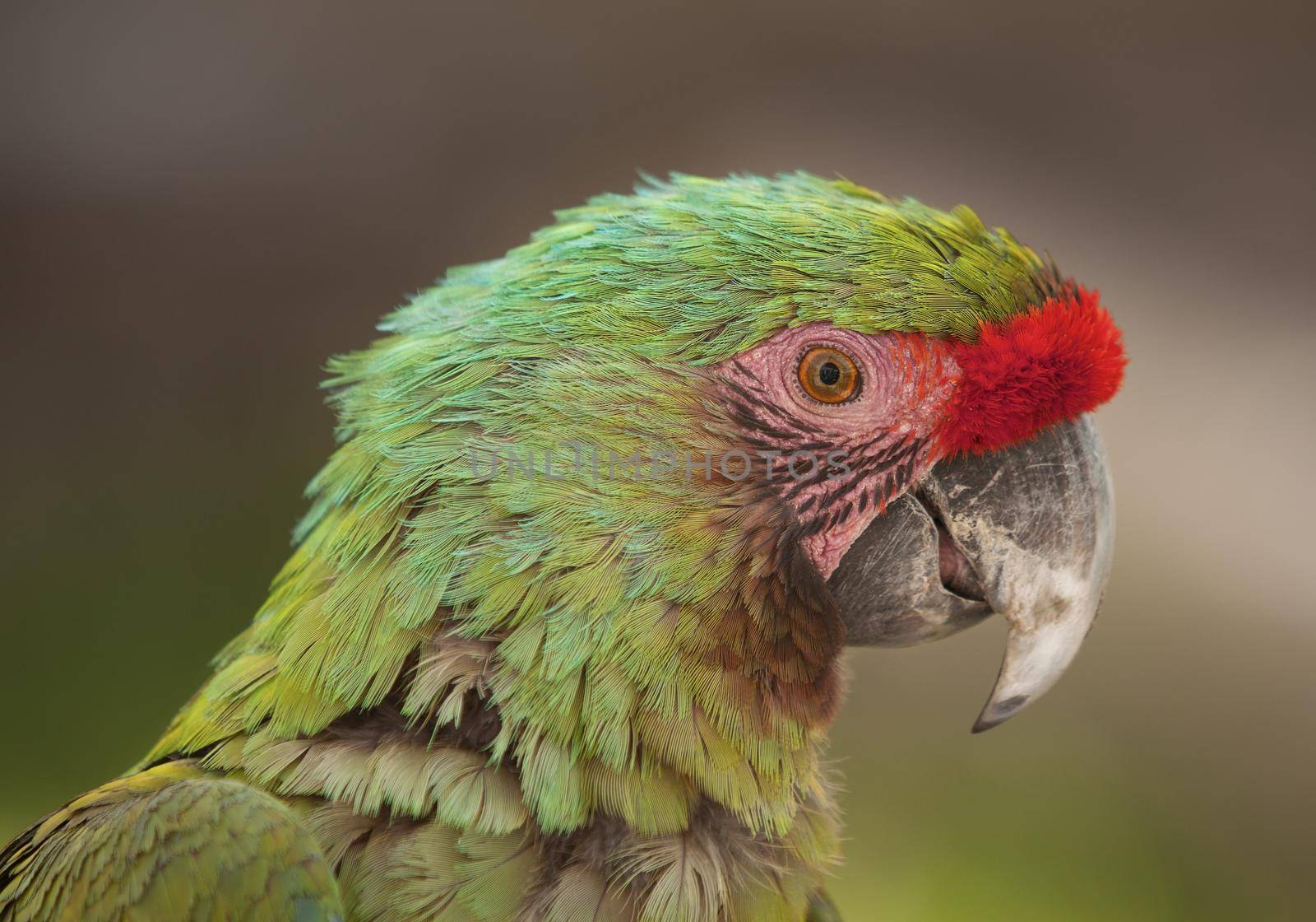 Profile of Macaw parrot by wondry