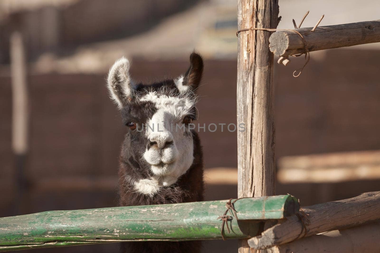 Lama in a farm  looking straight to the camera