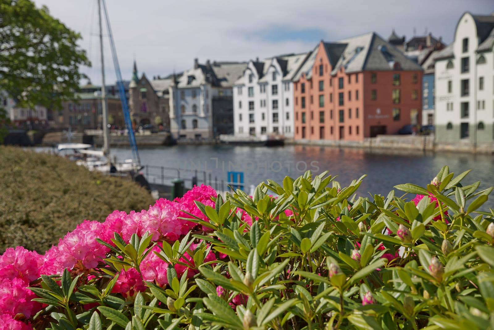Alesund old town seafront view with Art Nouveau style houses and blooming red flowers.
