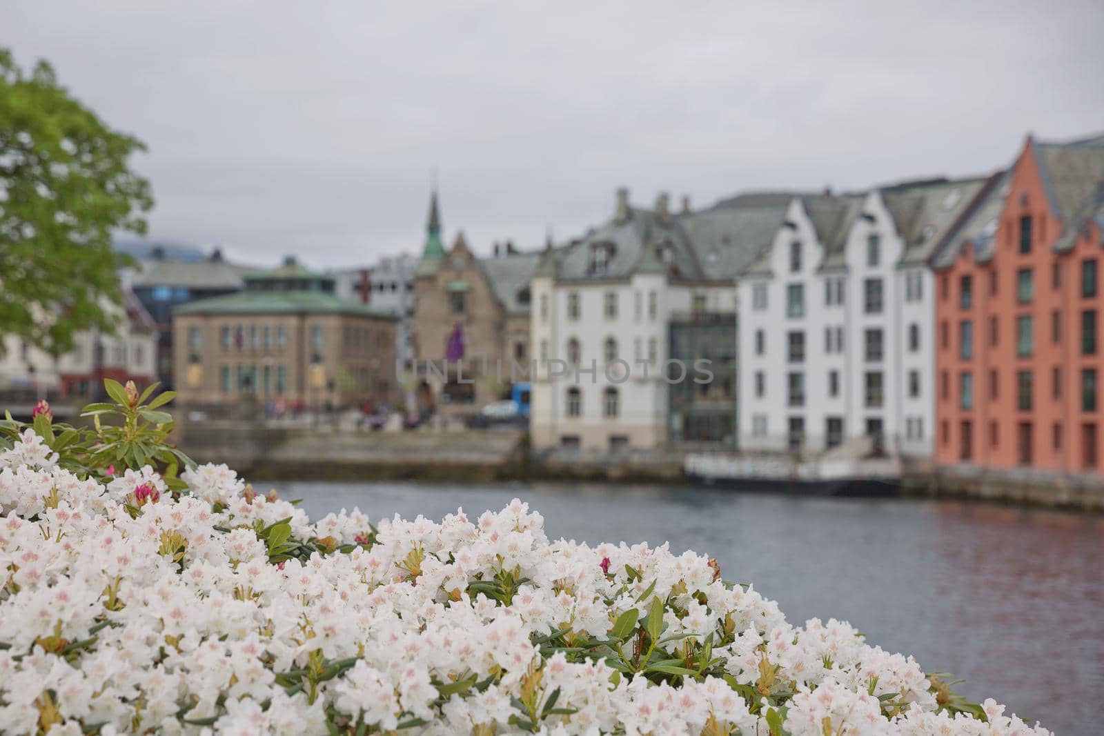 Alesund old town seafront view with Art Nouveau style houses and blooming white flowers.