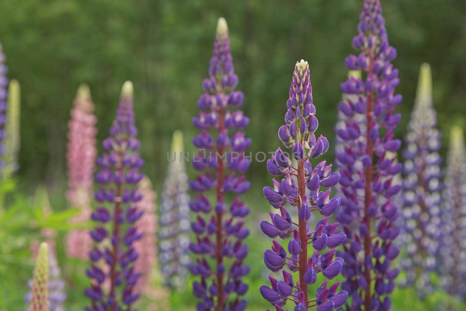 Beautiful purple lupins pea wild flower flowerbed in Geiranger in Norway by wondry