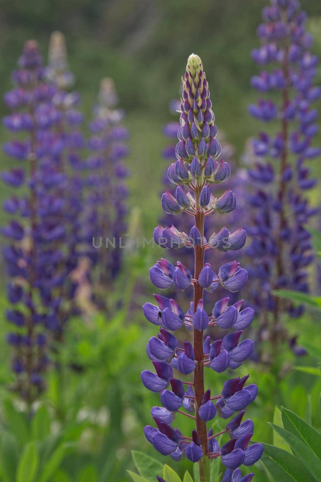 Beautiful purple lupins pea wild flower flowerbed in Geiranger in Norway by wondry