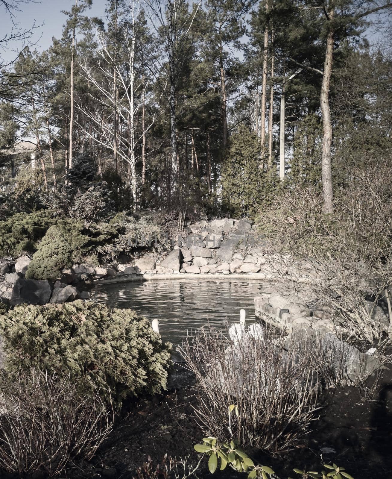 One beautiful white Swan swims on the surface of the lake near the rocky shore