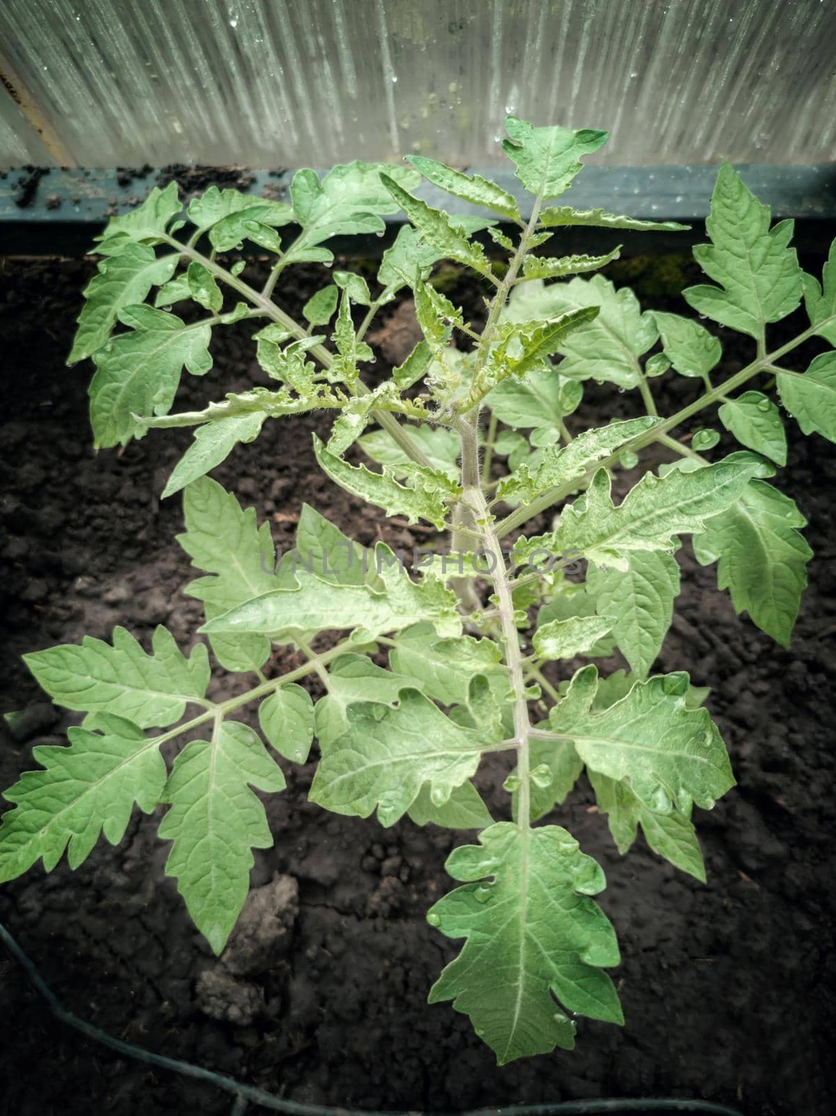 Tomato seedlings in the greenhouse in the ground. by georgina198