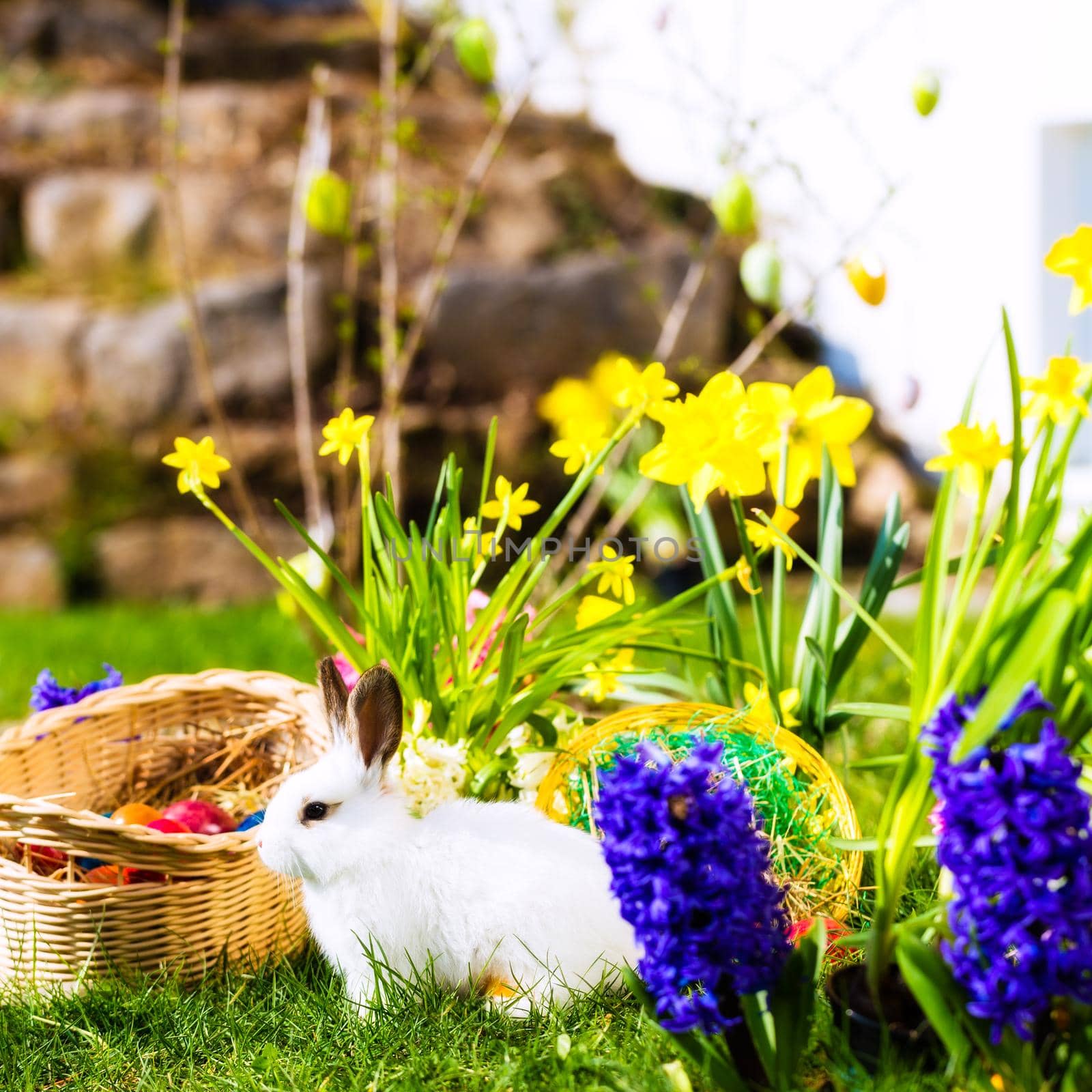 Living Easter bunny with eggs in a basket on a meadow in spring