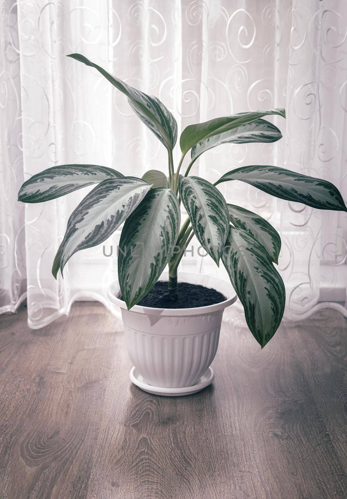 Beautiful indoor flower in a pot near the window by georgina198