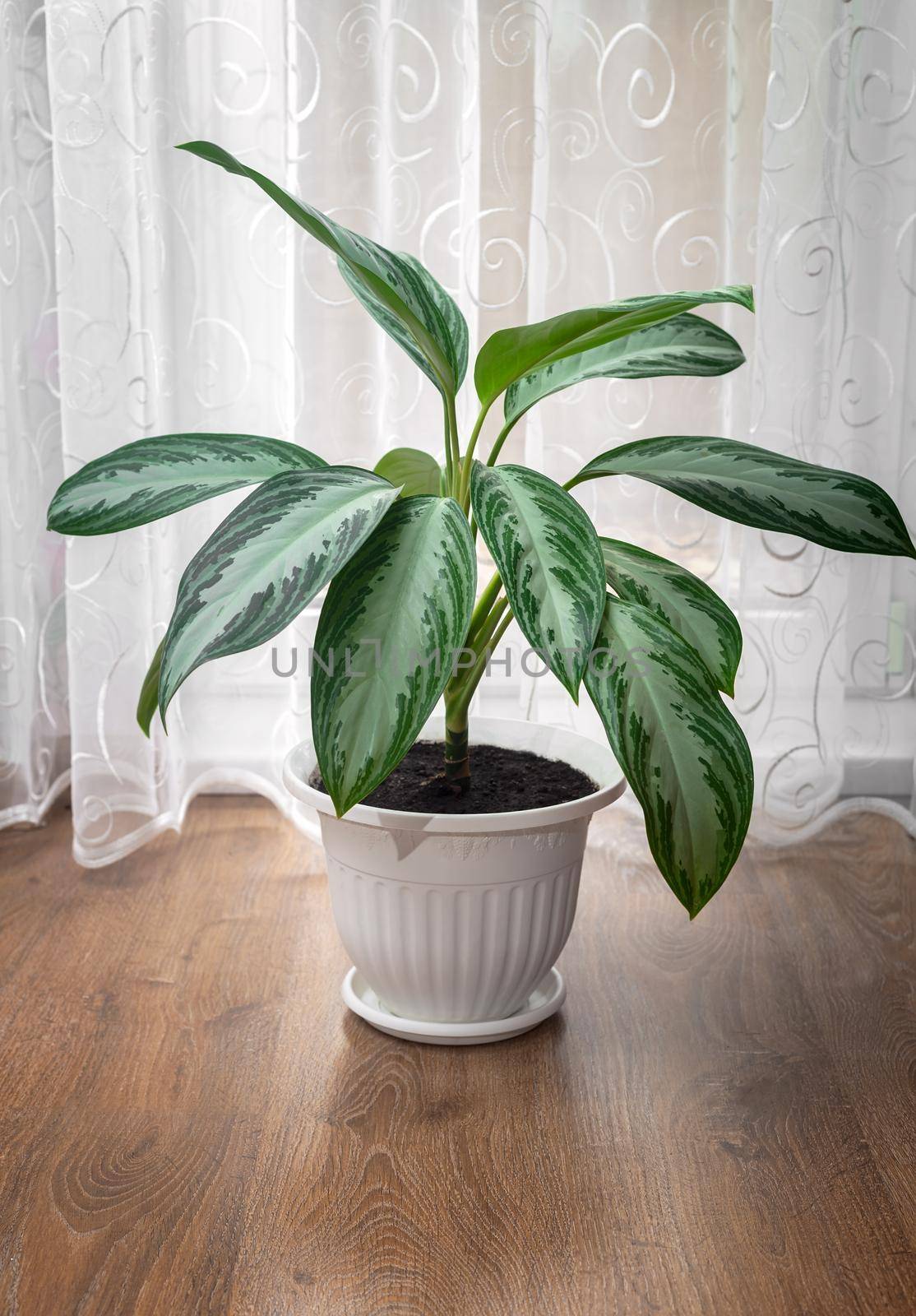 A beautiful indoor flower of the marantaceae family grows near the window in a white flower pot. Front view, copy space