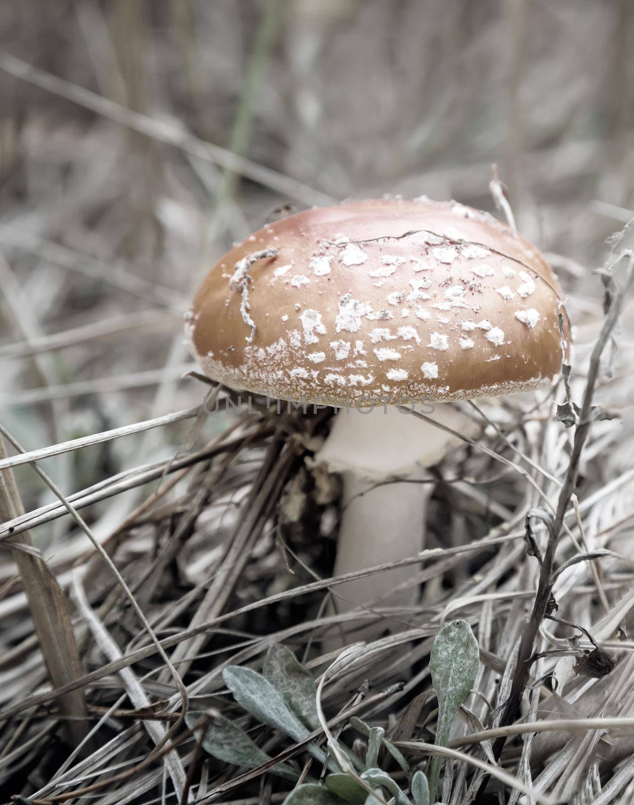 Among the dry autumn grass and fallen leaves grows poisonous mushroom fly agaric with a beautiful red hat.