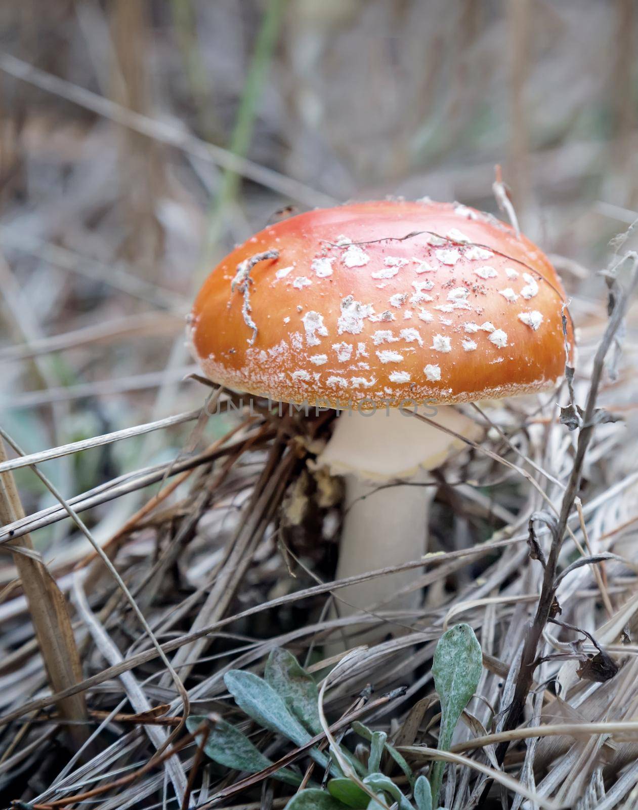 Poisonous mushroom fly agaric in a forest clearing. by georgina198