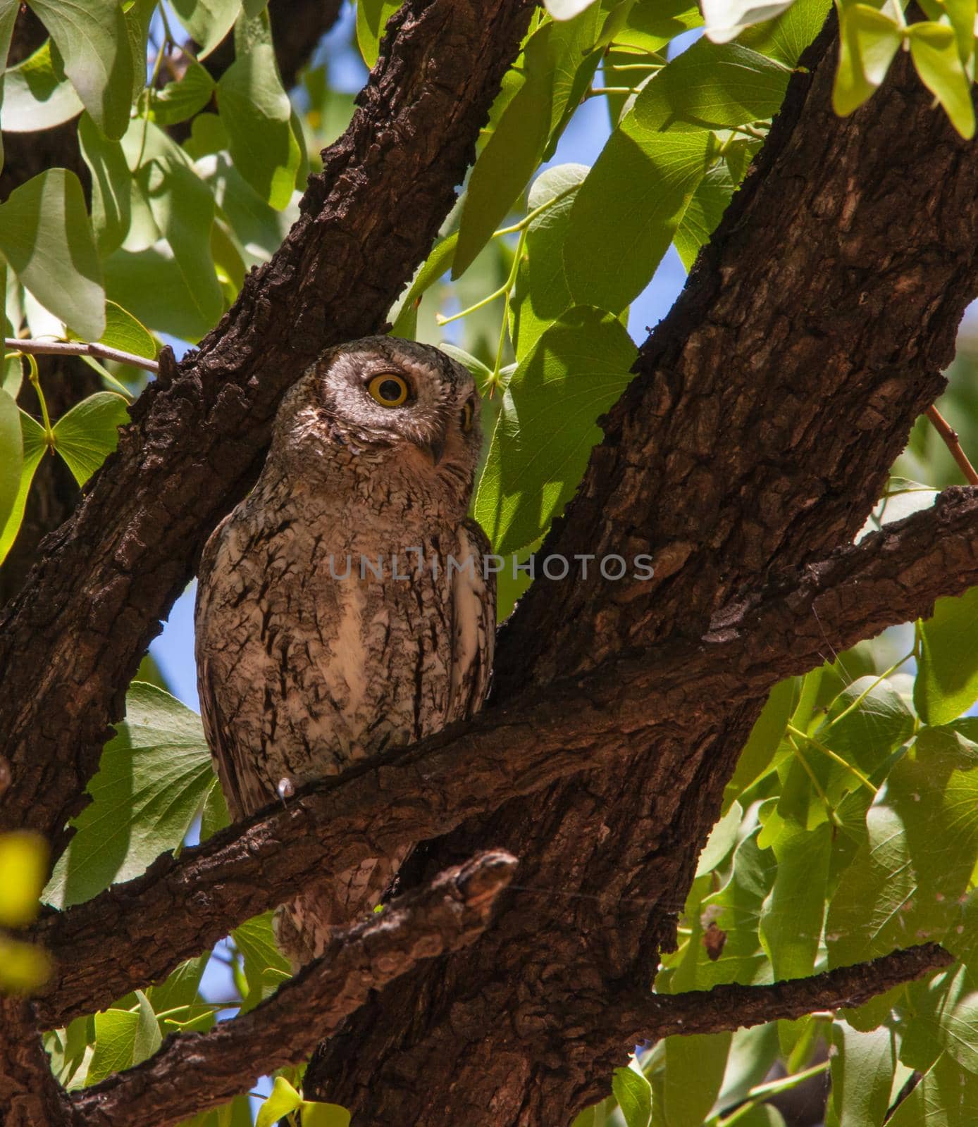 African Scops-Owl Otus senegalensis 13501 by kobus_peche
