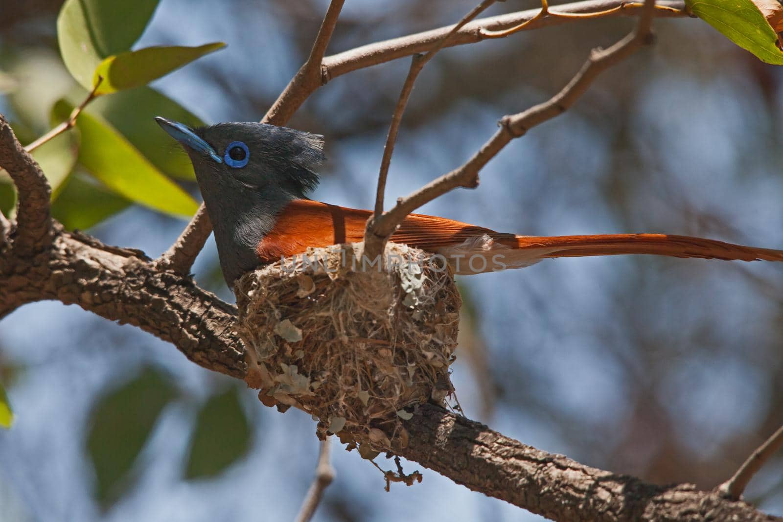 African Paradise Flycatcher Terpsiphone viridis 13617 by kobus_peche