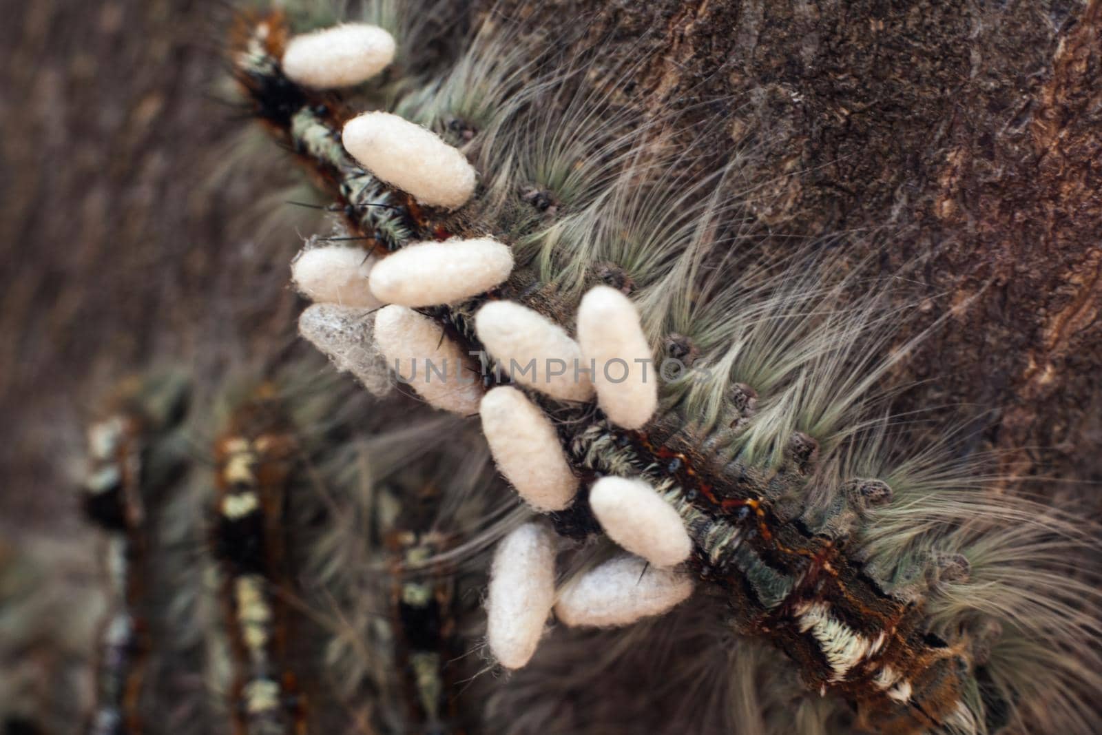 Cape Lappet Moth caterpillar parasited by braconid wasps 5391 by kobus_peche