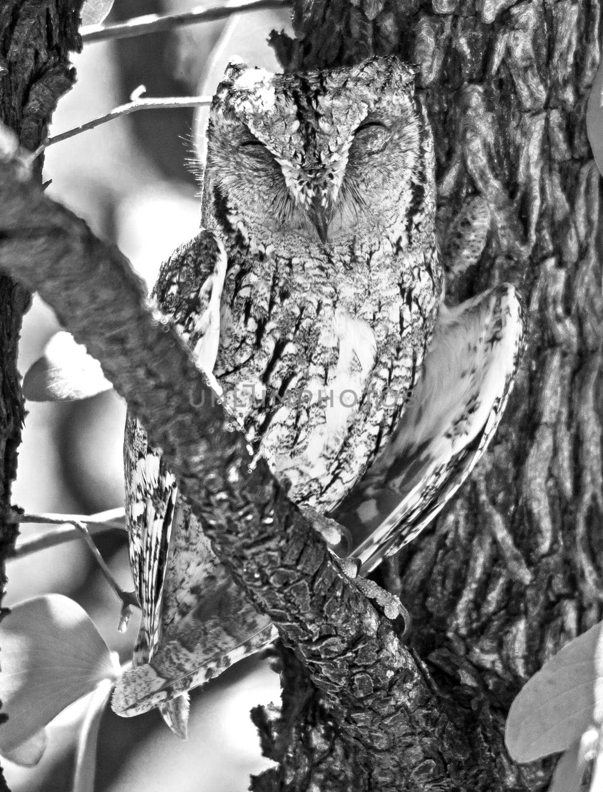 Monochrome image of an African Scops-Owl (Otus senegalensis) resting in a Mopane tree