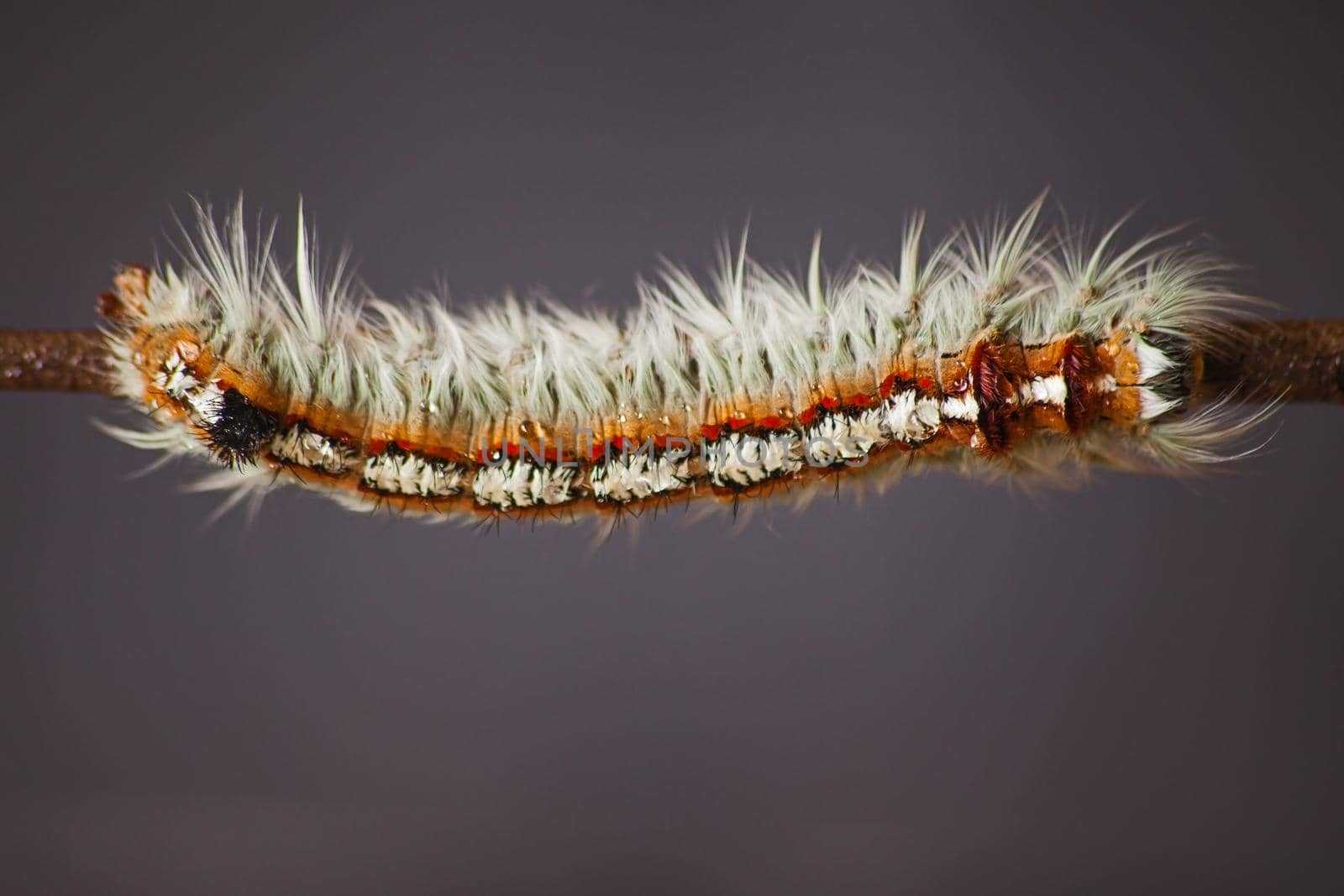 The caterpillar of the Cape Lappet Moth (Eutrichia capensis) isolated on a dark background