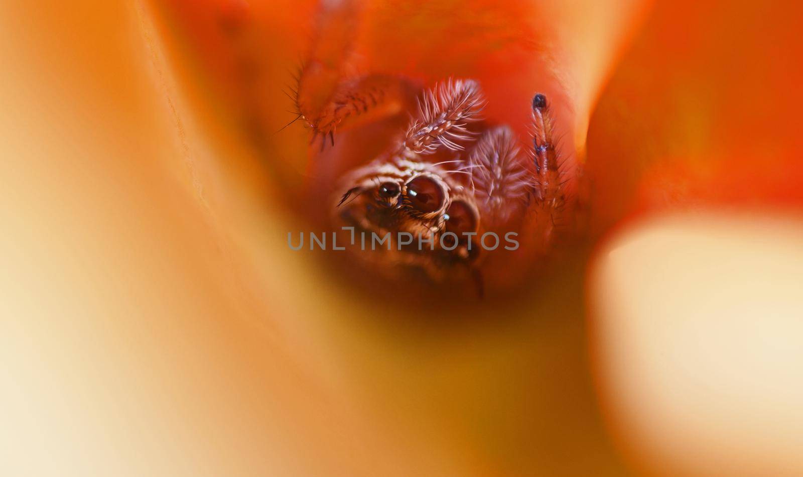 A jumping spider of the family Salticidae. This family contains more than six thousand described species.