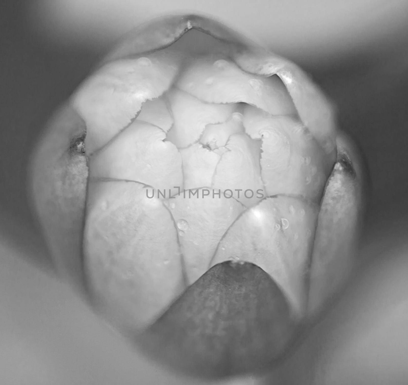 Abstract macro monochrome image of the bud of a Pond Lily (Nymphaea caerulea)