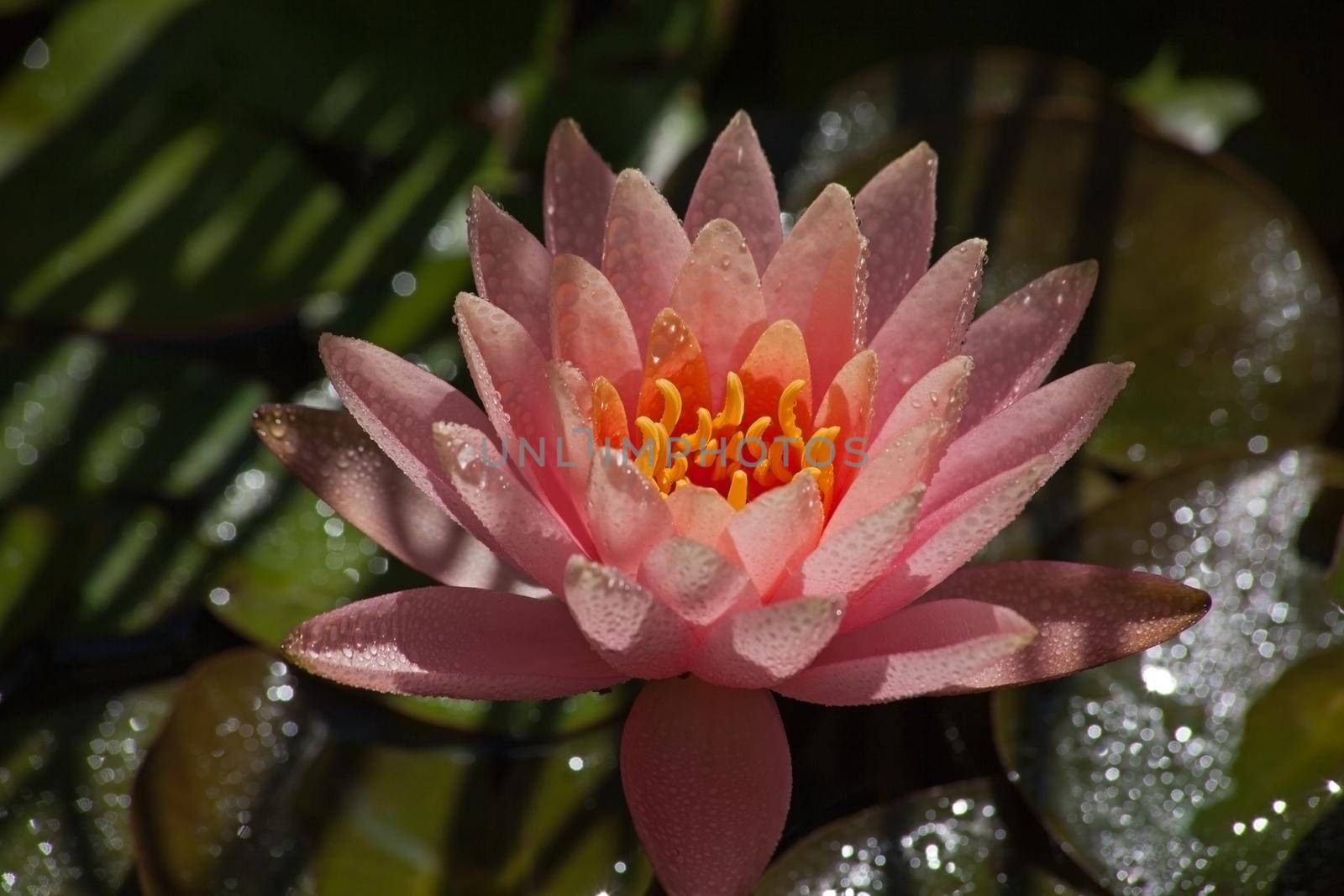 Pink flower of the Pond Lily (Nymphaea caerulea) after the rain.