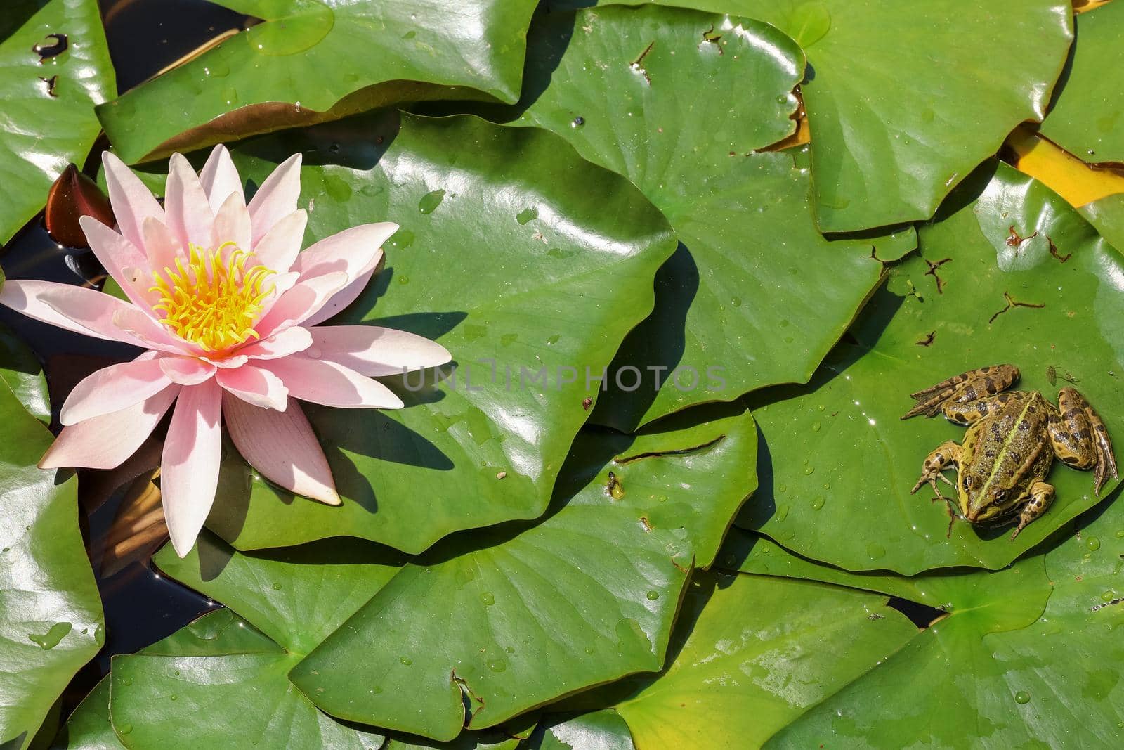 Frog on the green leaves of blooming water lilies