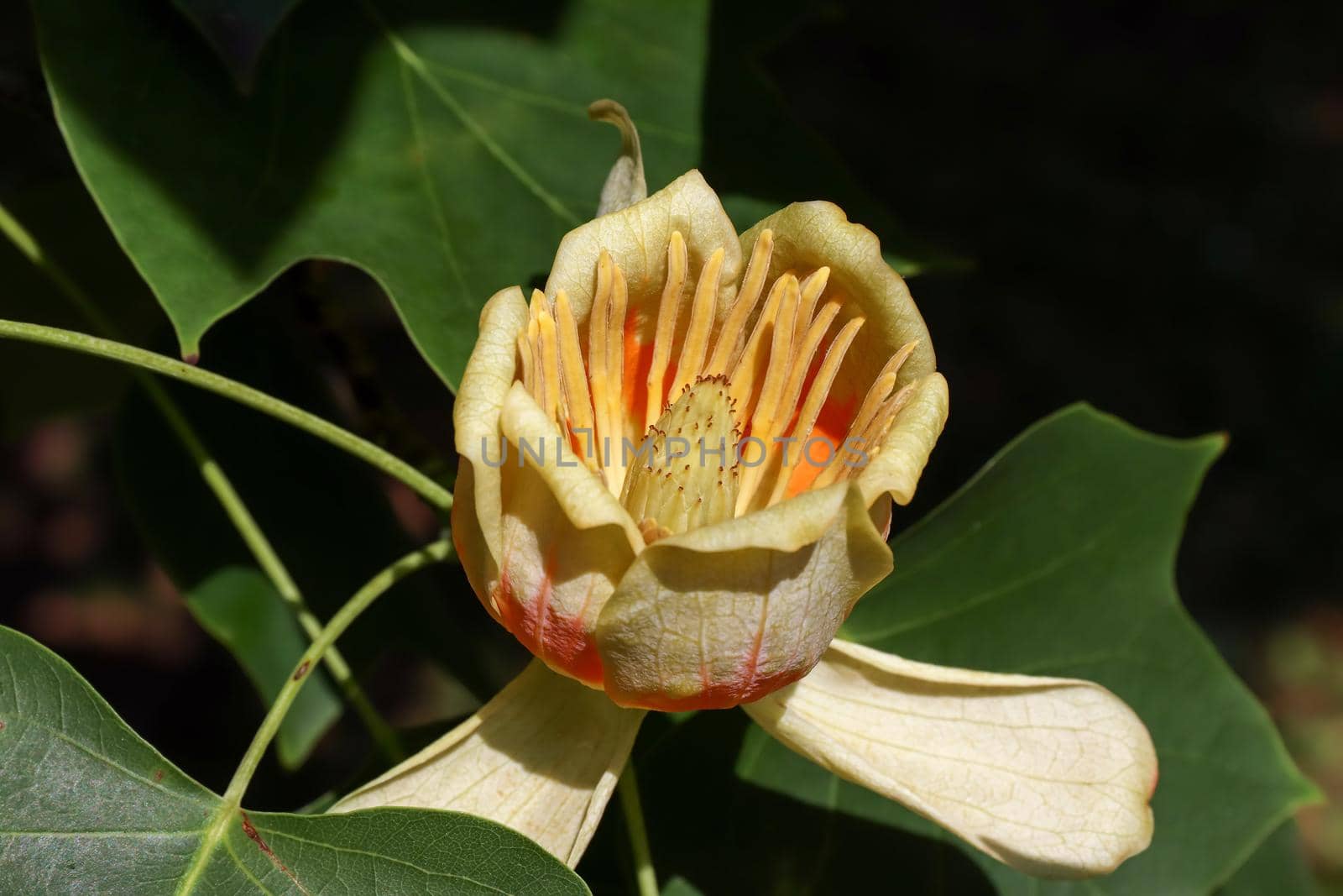 Tree in blossom - yellow poplar - detail of the bloom