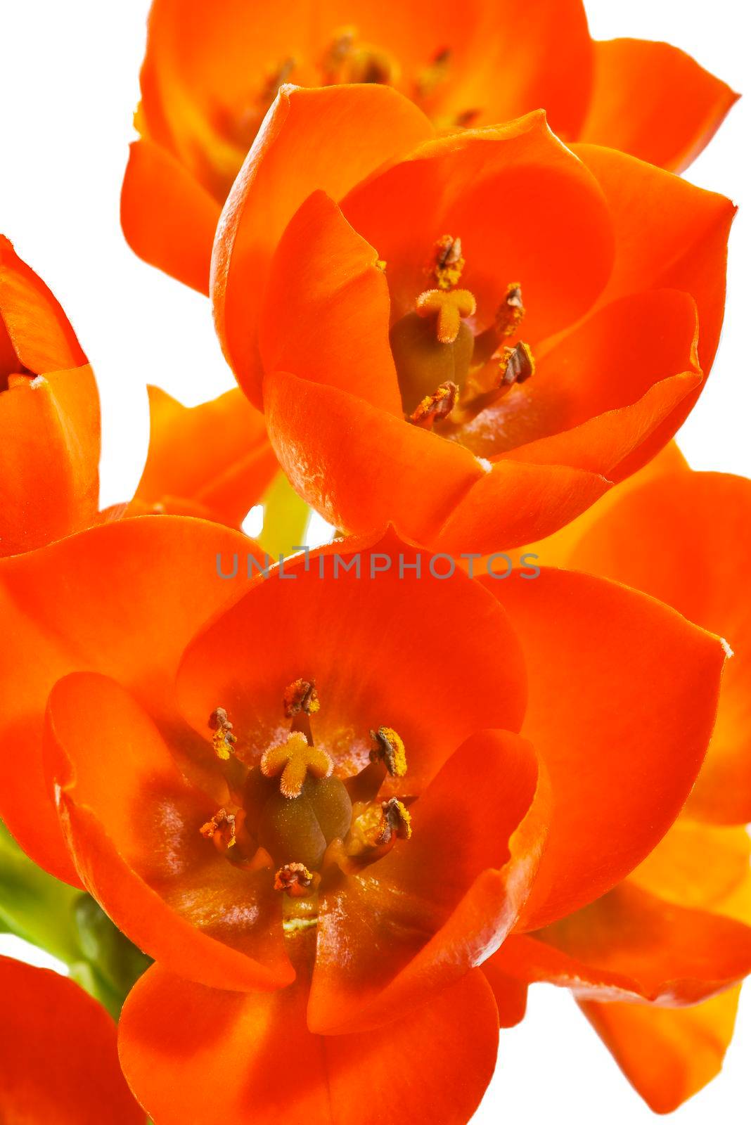 Detail blooming  Ornithogalum Dubium on a white background