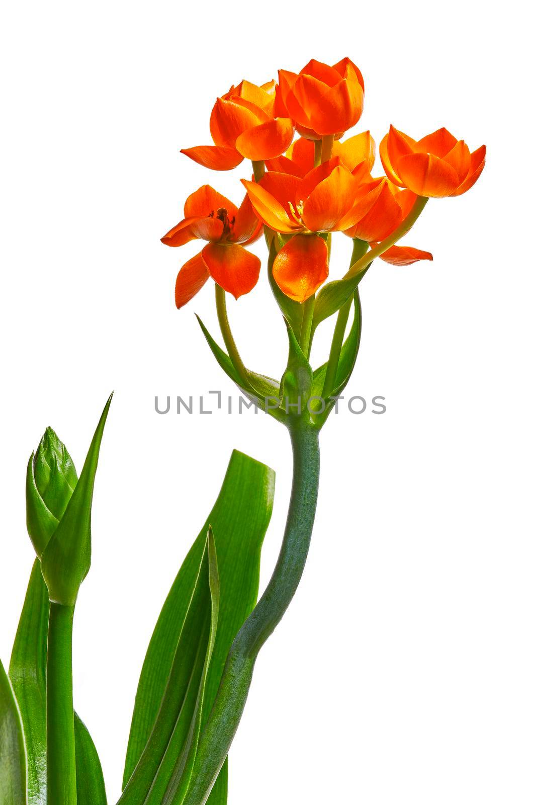 Detail blooming  Ornithogalum Dubium on a white background