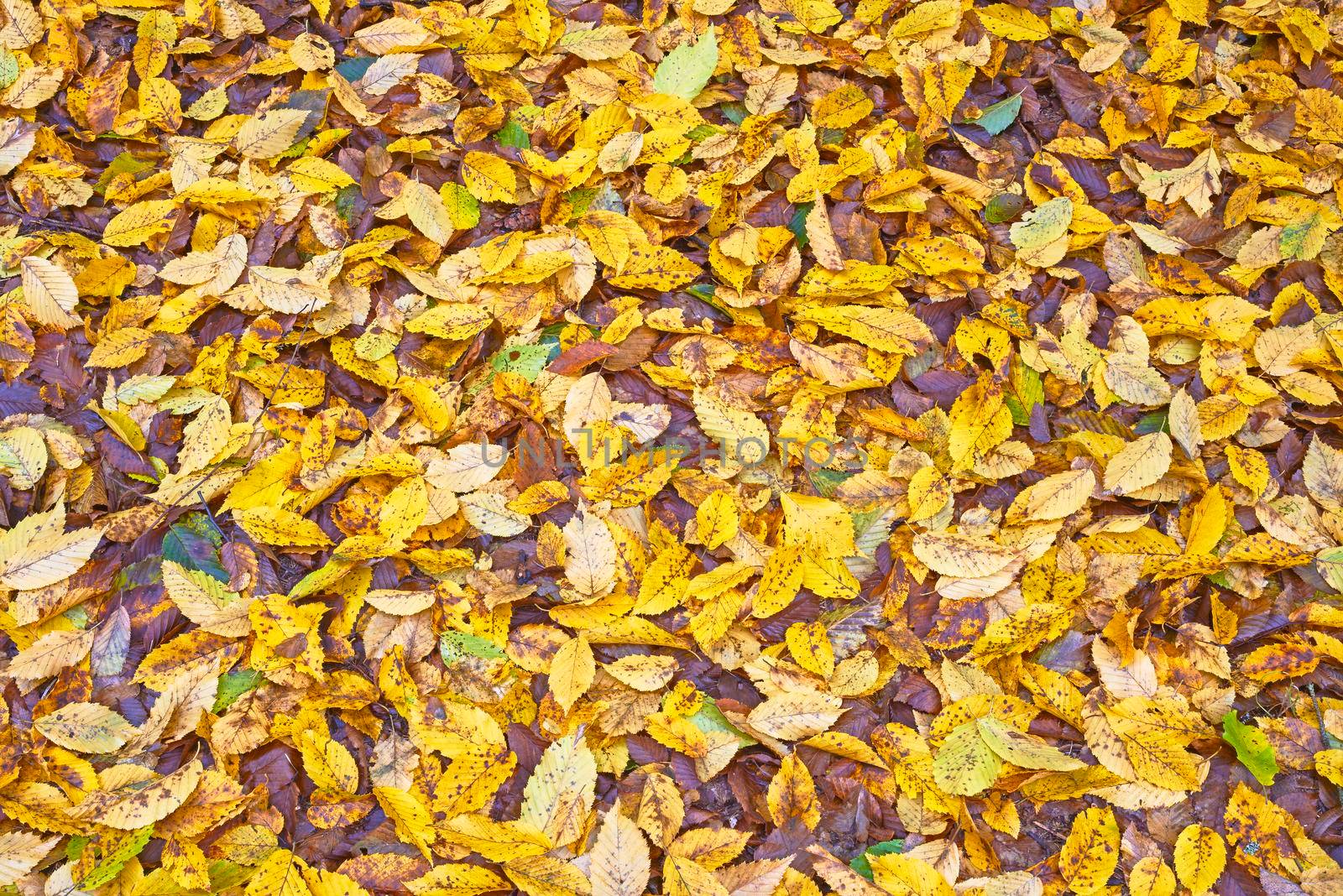 View on many autumn leaves on the ground