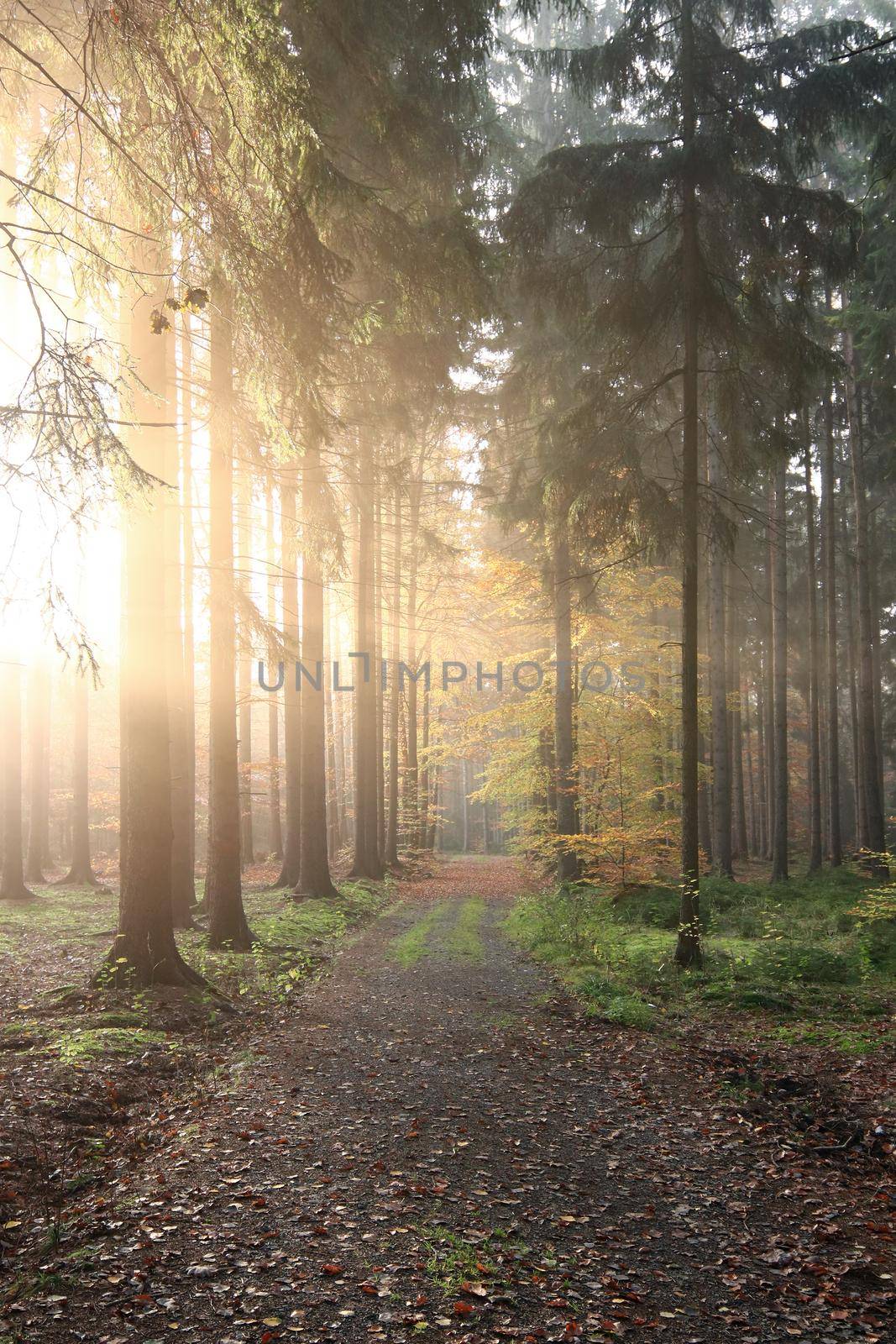 Autumn morning on a forest road by Mibuch