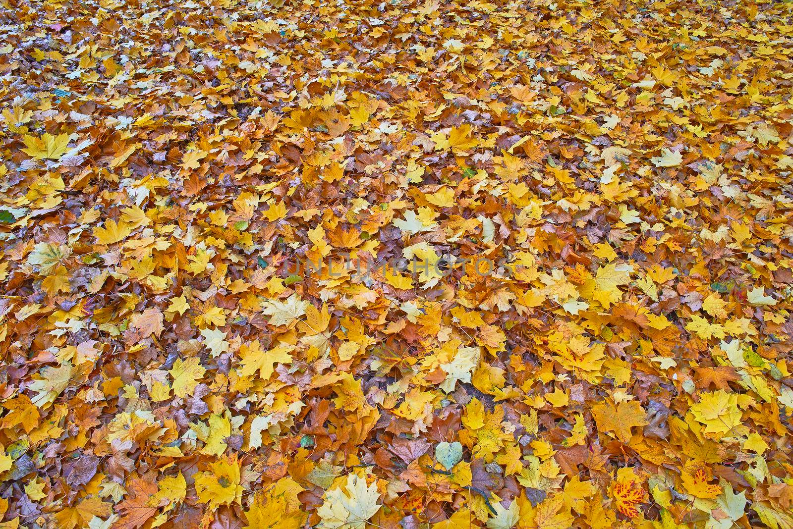 View on many autumn leaves on the ground